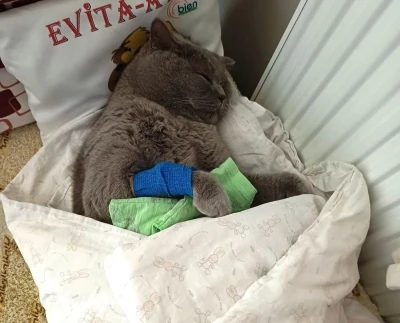 Kuduz aşısı sonrası kedileri &ouml;len aile şikayet&ccedil;i oldu
