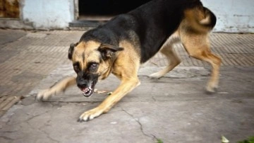 Kuduz riskli temas sayısında korkun&ccedil; rakamlar: Son 15 yılda 4 milyona kişiye yaklaştı!