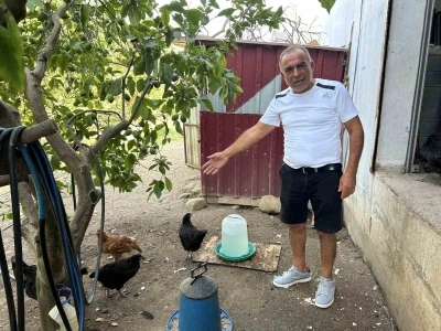 Kümese giren sokak köpekleri 70 tavuğu telef etti
