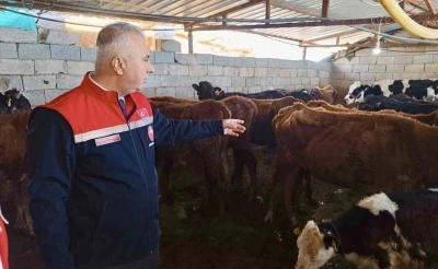 Kumlu&rsquo;da yerli ırk hayvanlarla b&uuml;y&uuml;kbaş yetiştiriciliği yapan işletme incelendi
