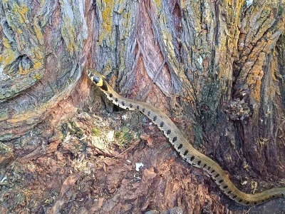 Küpeli su yılanı Tercan’da görüntülendi
