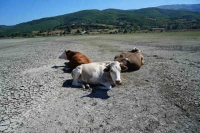 Kuraklığın en acı görüntüsü: Ladik Gölü’nde inekler otlamaya başladı
