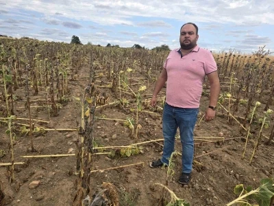 Kuraklığın üstüne bir darbe de domuzlardan: Ayçiçeği tarlaları tehdit altında
