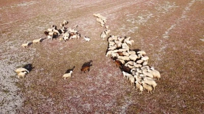 Kuraklığın vahim tablosu: Kuruyan baraj havzasında hayvanlar otlatılıyor
