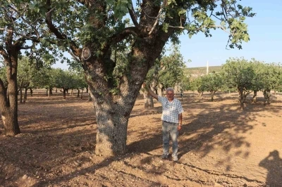 Kuraklığın vurduğu yüzlerce yıllık anıt fıstık ağaçları kuruma tehlikesi yaşıyor
