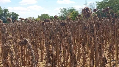 Kuraklık ayçiçeğini vurdu
