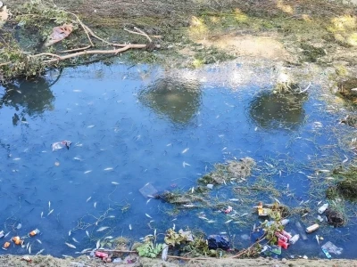 Kuraklık ve kirlilik nedeniyle sulama kanalındaki yüzlerce balık telef oldu
