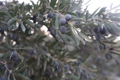 Kuraklık zeytin hasadında yağ verimini olumsuz etkiledi
