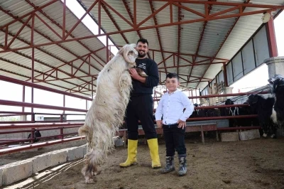 Kurban mesaisinde &rsquo;rekor&rsquo; heyecanı: 140 kilogramlık dev ke&ccedil;i
