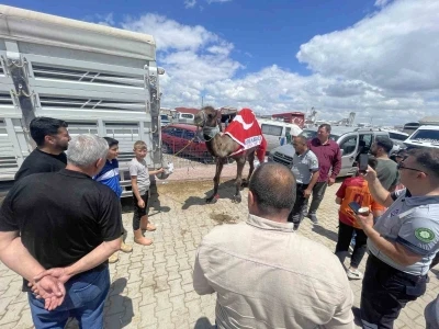 Kurban pazarının g&ouml;zdesi deve 330 bin TL&rsquo;ye satıldı
