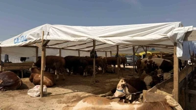 Kurban pazarlarında haşereye karşı ila&ccedil;lama mesaisi
