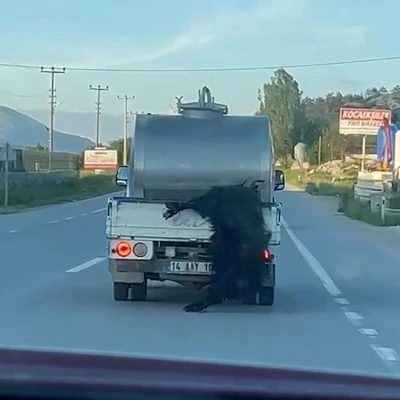 Kurbanlığı ara&ccedil;tan sarkıtan s&uuml;r&uuml;c&uuml;ye 31 bin lira ceza
