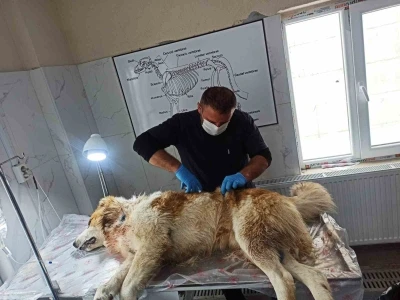 Kurdun saldırısına uğrayan k&ouml;pek yaralandı
