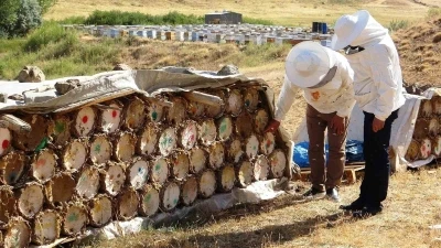 Küresel ısınma arıcıları tedirgin ediyor
