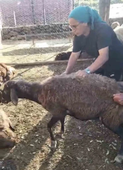 Kurt ağıla girdi: 8 koyun telef oldu, 8&rsquo;i kayıp
