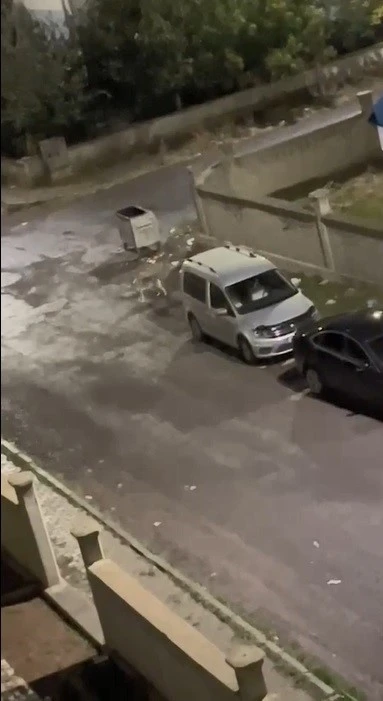 Kurt kent merkezine indi
