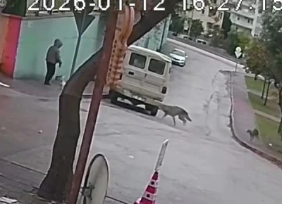 Kurt k&ouml;peklerinin saldırı anı kamerada: K&uuml;&ccedil;&uuml;k k&ouml;peği bulunan kadını yere d&uuml;ş&uuml;rd&uuml;ler
