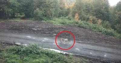 Kurt sürüsü fotokapana takıldı
