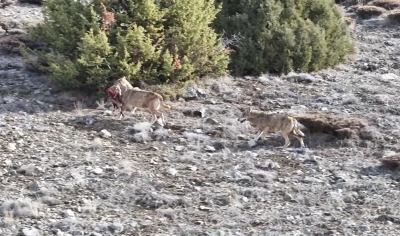 Kurt s&uuml;r&uuml;s&uuml;n&uuml;n av taşıdığı anlar kamerada
