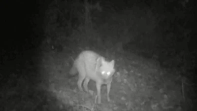 Kurt ve &ccedil;akal aynı fotokapanda
