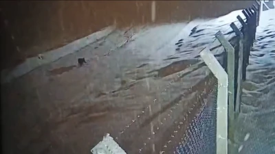 Kurtalan&rsquo;da k&ouml;ye inen kurt g&uuml;venlik kamerasına  yansıdı
