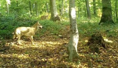 &rsquo;Kurtlar konseyi&rsquo; Uludağ&rsquo;da toplandı
