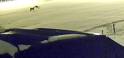 Kurtlarla d&ouml;v&uuml;şen k&ouml;pekten geriye postu kaldı
