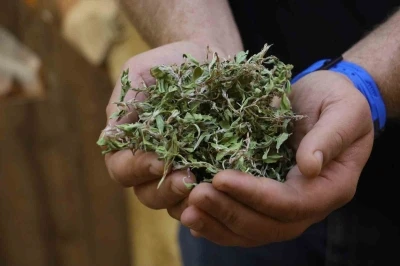 Kurusunun 100 gramı ile bir öğünlük yemek pişiyor
