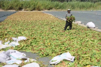 Kurutulmaya bırakılan tütünler, tarım arazilerini renklendirdi
