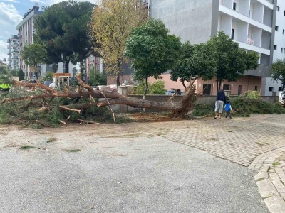 Kuruyan çam ağacı ağırlığa dayanamayarak yol devrildi
