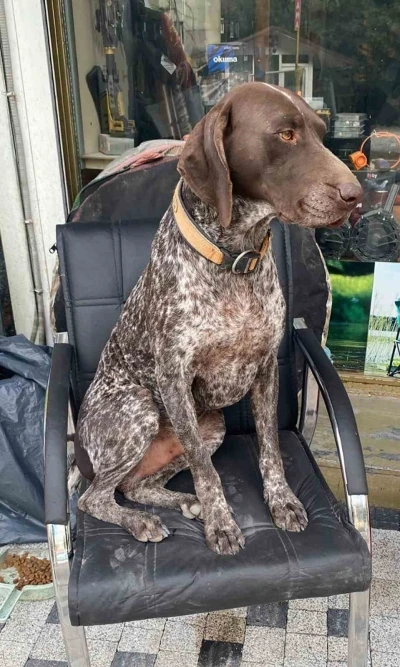 Kurzuar cinsi av köpeği kayboldu
