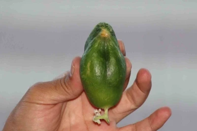 Kuş cennetinde ‘salatalık’ da kuşa benzedi
