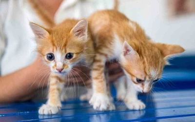 Kuşadası Belediyesi Veteriner İşleri Müdürlüğü’nden ‘mikroçip taktırın’ uyarısı
