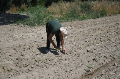 Kuşadası&rsquo;nda Adabah&ccedil;e yaz hasadına g&uuml;n sayıyor
