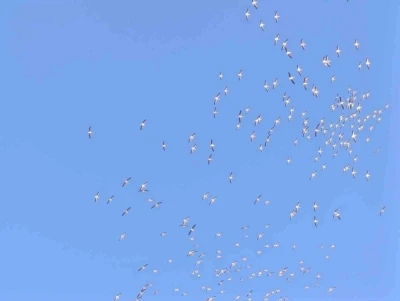 Kuşların dans şeklindeki gösterisi görenleri mest etti
