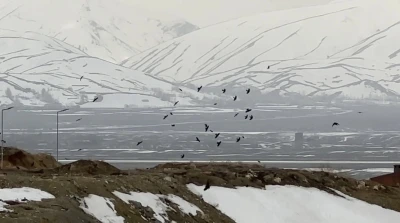 Kuşların r&uuml;zgarla dansı: Havada zor kalabildiler
