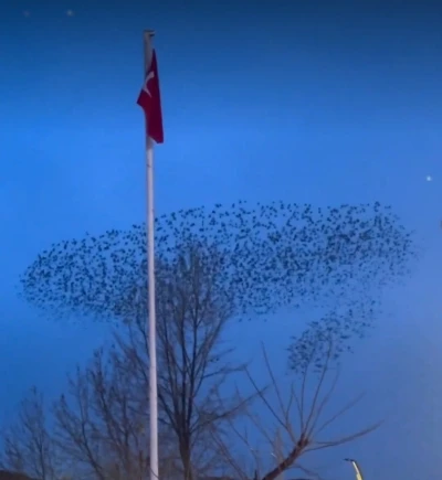 Kuşların T&uuml;rk bayrağı &ccedil;evresindeki mest eden dansı kamerada

