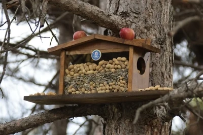 Kütahya Belediyesi’nden sincap ve kuşlara kış esteği
