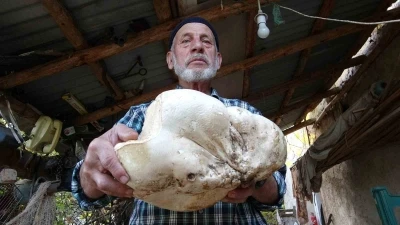 Kütahya’da 3 kilo dev mantar bulundu
