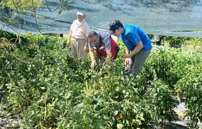 Kütahya’da domates ve biber fidesi kontrolleri
