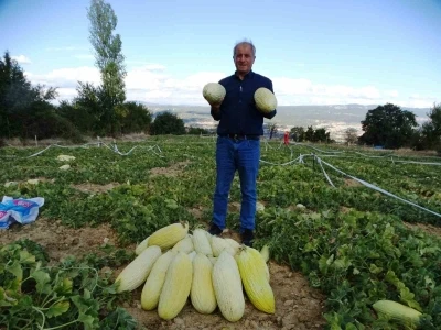 Kütahya’da ’Göncek Kavunu’nun hasadı başladı
