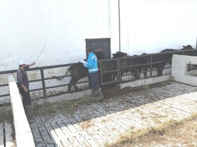 K&uuml;tahya&rsquo;da ithal besilik danaların aşılama ve sağlık kontrolleri yapıldı
