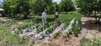 K&uuml;tahya&rsquo;da nohut ve barbunya demonstrasyon alanlarında inceleme
