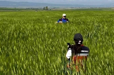 K&uuml;tahya&rsquo;da sertifikalı tohumluk &uuml;retim parsellerinde tarla kontrolleri ger&ccedil;ekleştirildi
