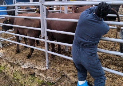 K&uuml;tahya&rsquo;ya Brezilya&rsquo;dan gelen ithal gebe d&uuml;veler sağlık kontrol&uuml;nden ge&ccedil;irildi
