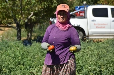 Kuyucak’ta toprakla buluşturulan 220 bin domates fidesinde hasat yapıldı
