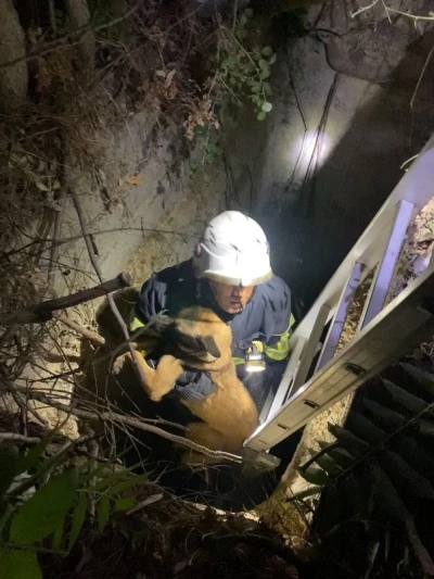 Kuyuya düşen köpeği itfaiye kurtardı
