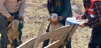 Kuzuların gelişim s&uuml;re&ccedil;leri kontrol edildi
