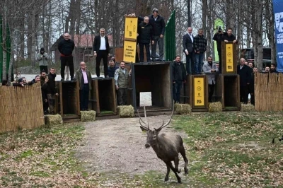 Kuzuyayla’nın GPS’li geyikleri
