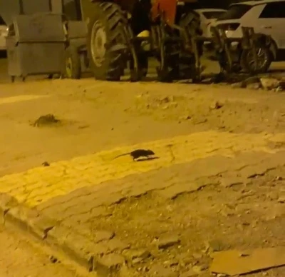 Lağım fareleri korkutuyor
